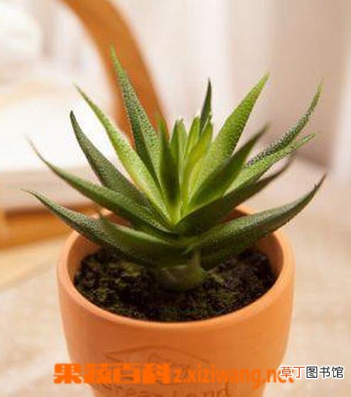 盆栽芦荟的养殖方法