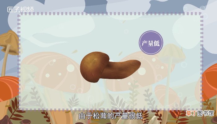 松茸的保存