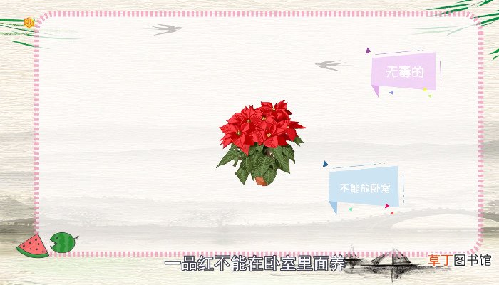 一品红有毒吗