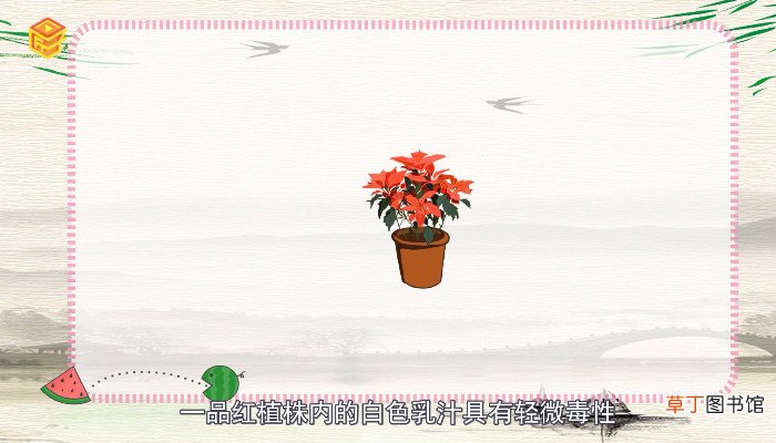 一品红有毒吗