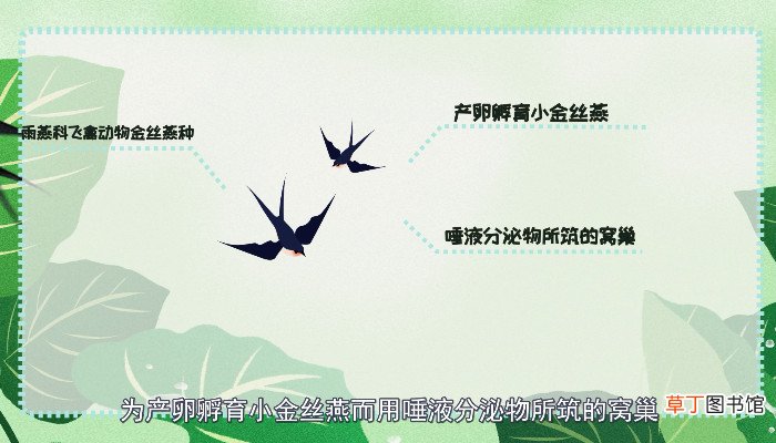 血燕是什么