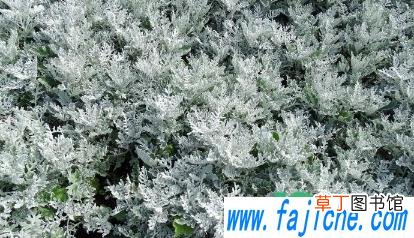 养雪叶莲哪些是要注意的 雪叶莲怎么养