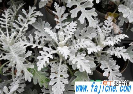 养雪叶莲哪些是要注意的 雪叶莲怎么养