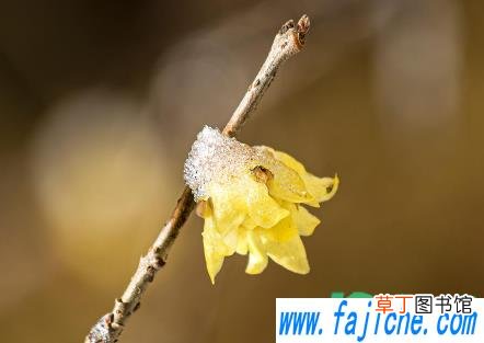 干枝花怎么养长得旺盛 干花枝泡多久会开花