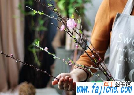 干枝花怎么养长得旺盛 干花枝泡多久会开花