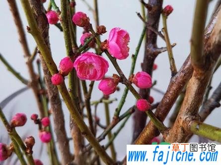 干枝花怎么养长得旺盛 干花枝泡多久会开花