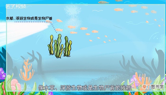 小虾吃什么