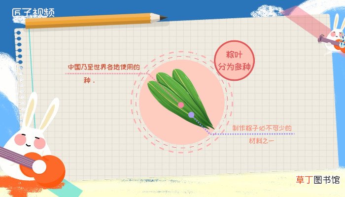 包粽子的叶子叫什么