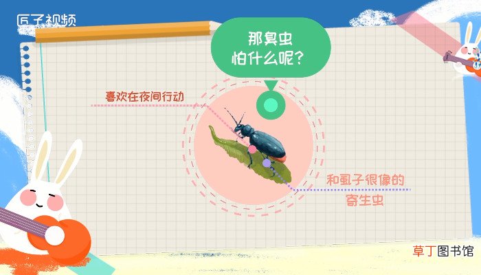 臭虫怕什么