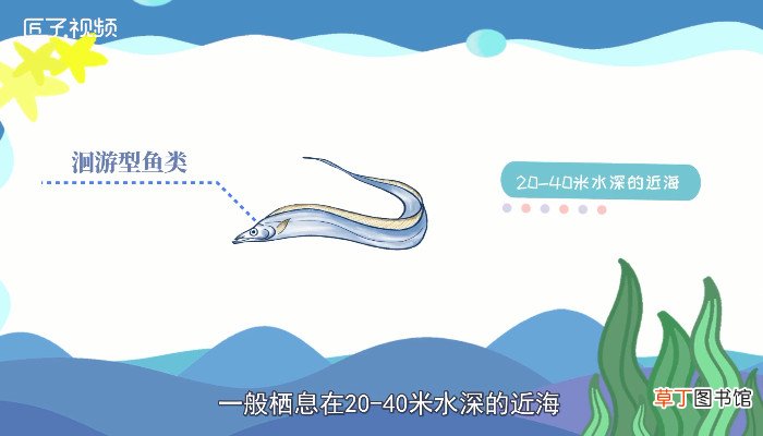 带鱼是深海鱼吗