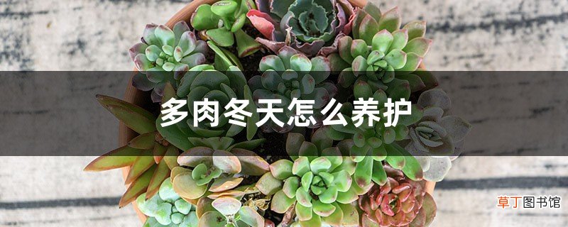 多肉冬天怎么养护，可以露天养吗