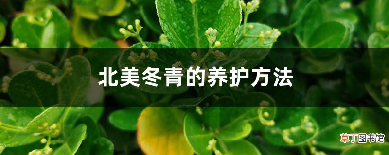 北美冬青的养护方法
