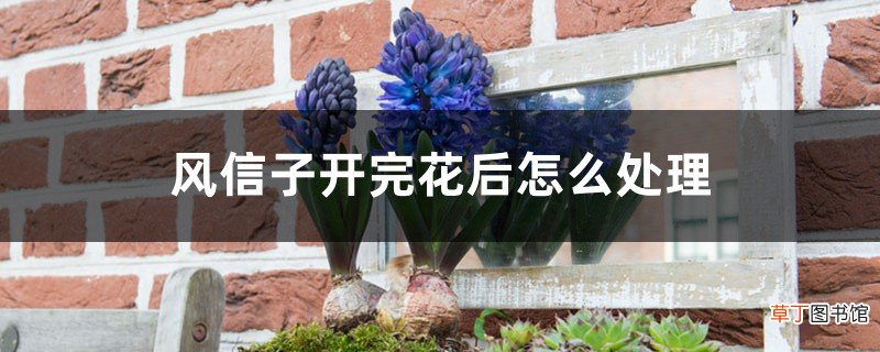 风信子开完花后怎么处理，怎么留种