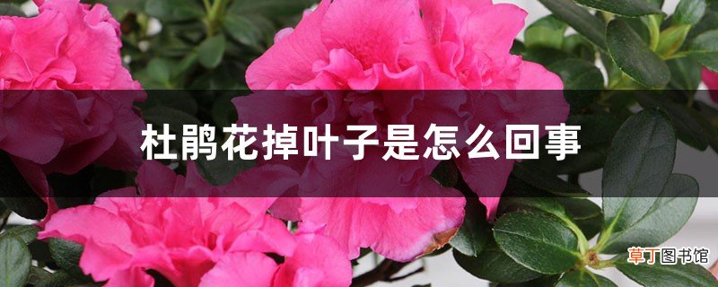 杜鹃花掉叶子是怎么回事，怎么补救