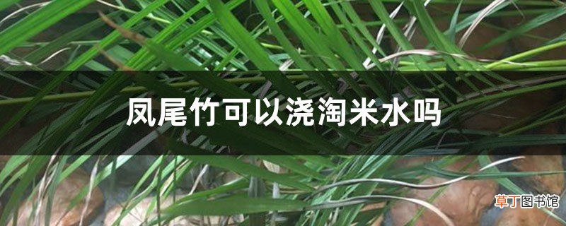 凤尾竹可以浇淘米水吗，多久浇一次水
