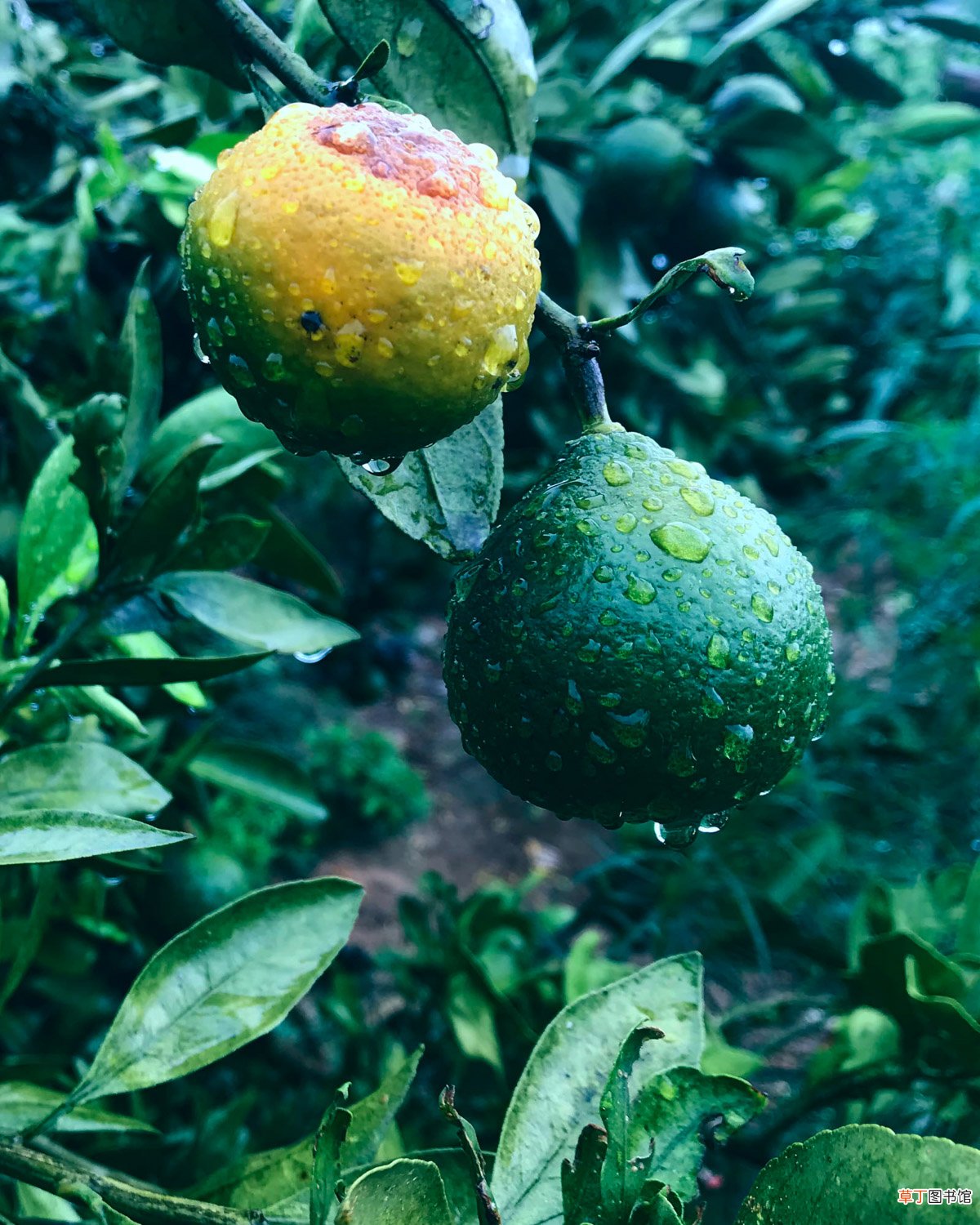 橘子皮浇花的害处，不能浇什么花