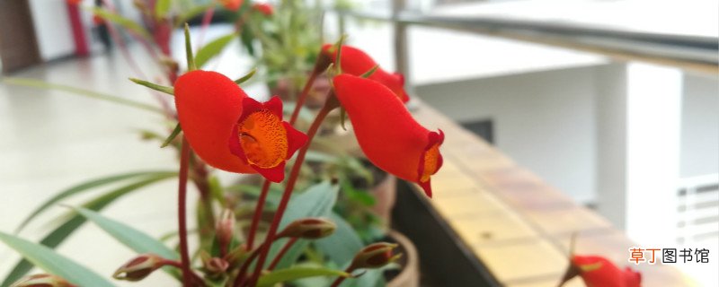 小岩桐花的养殖方法