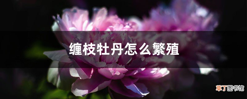 缠枝牡丹怎么繁殖，怎么养