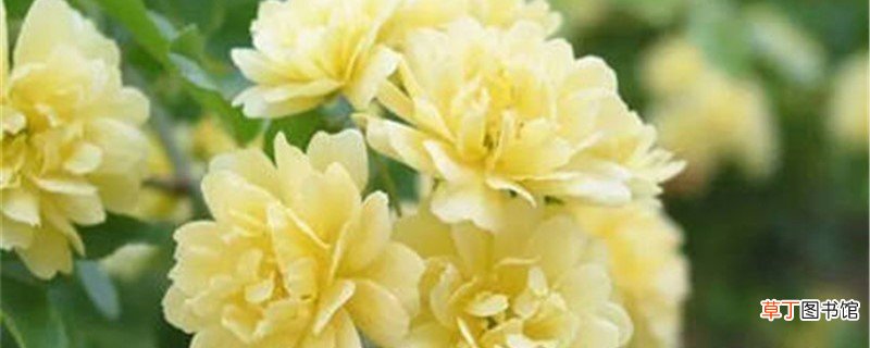 黄木香的养殖方法和注意事项