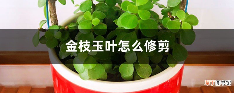 金枝玉叶怎么修剪，几月份修剪