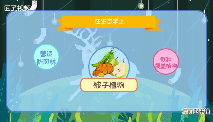 被子植物有哪些