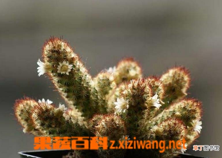 多肉金手指繁殖方法及注意事项