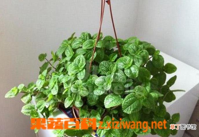 吸毒草叶子发黑怎么办