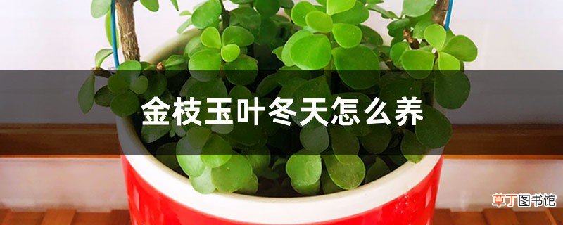 金枝玉叶冬天怎么养