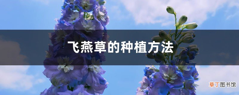 飞燕草的种植方法，冬天能过冬吗