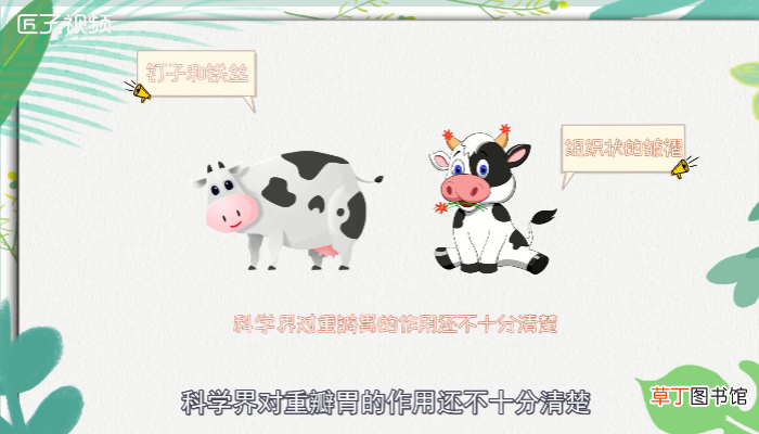 牛有几个胃