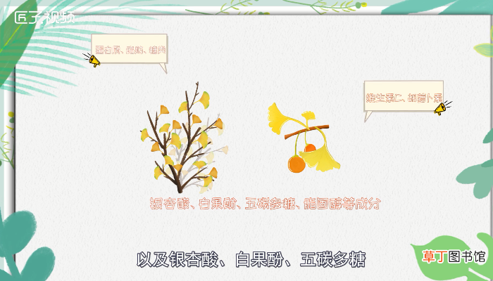 银杏果能吃吗