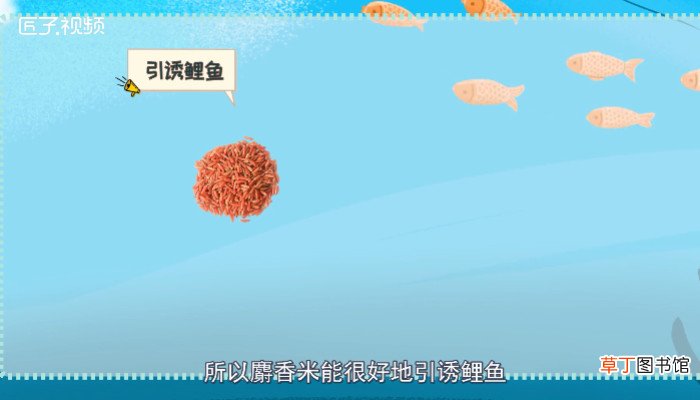 钓鲤鱼用什么饵