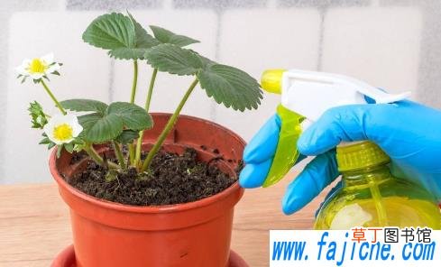 给花喷完药多久没毒性 花卉喷药什么时间合适