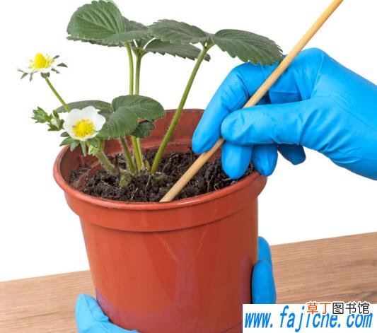 给花喷完药多久没毒性 花卉喷药什么时间合适