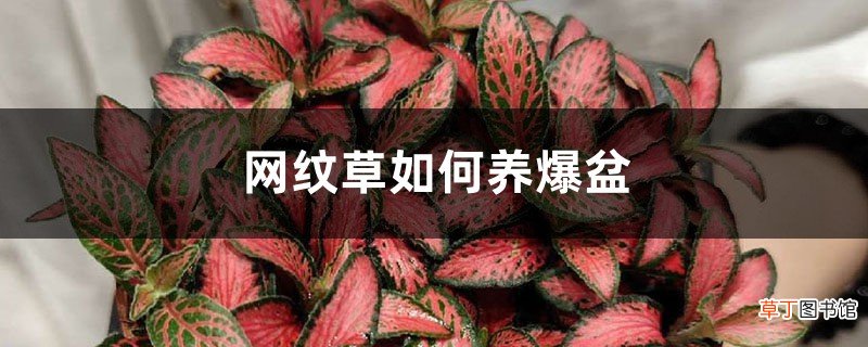 网纹草如何养爆盆