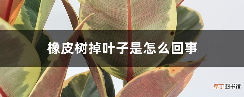 橡皮树掉叶子是怎么回事