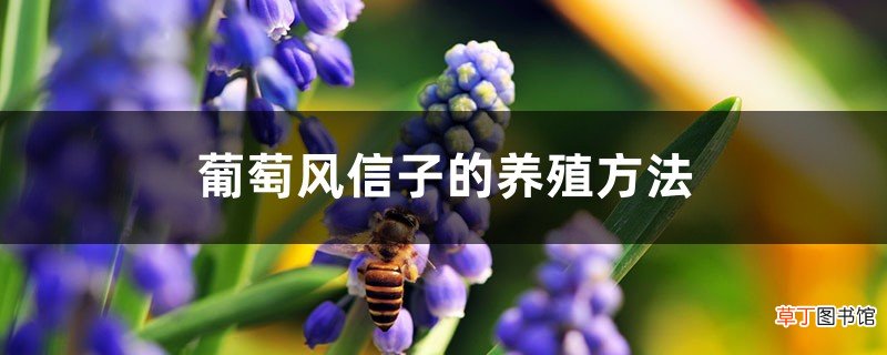 葡萄风信子的养殖方法