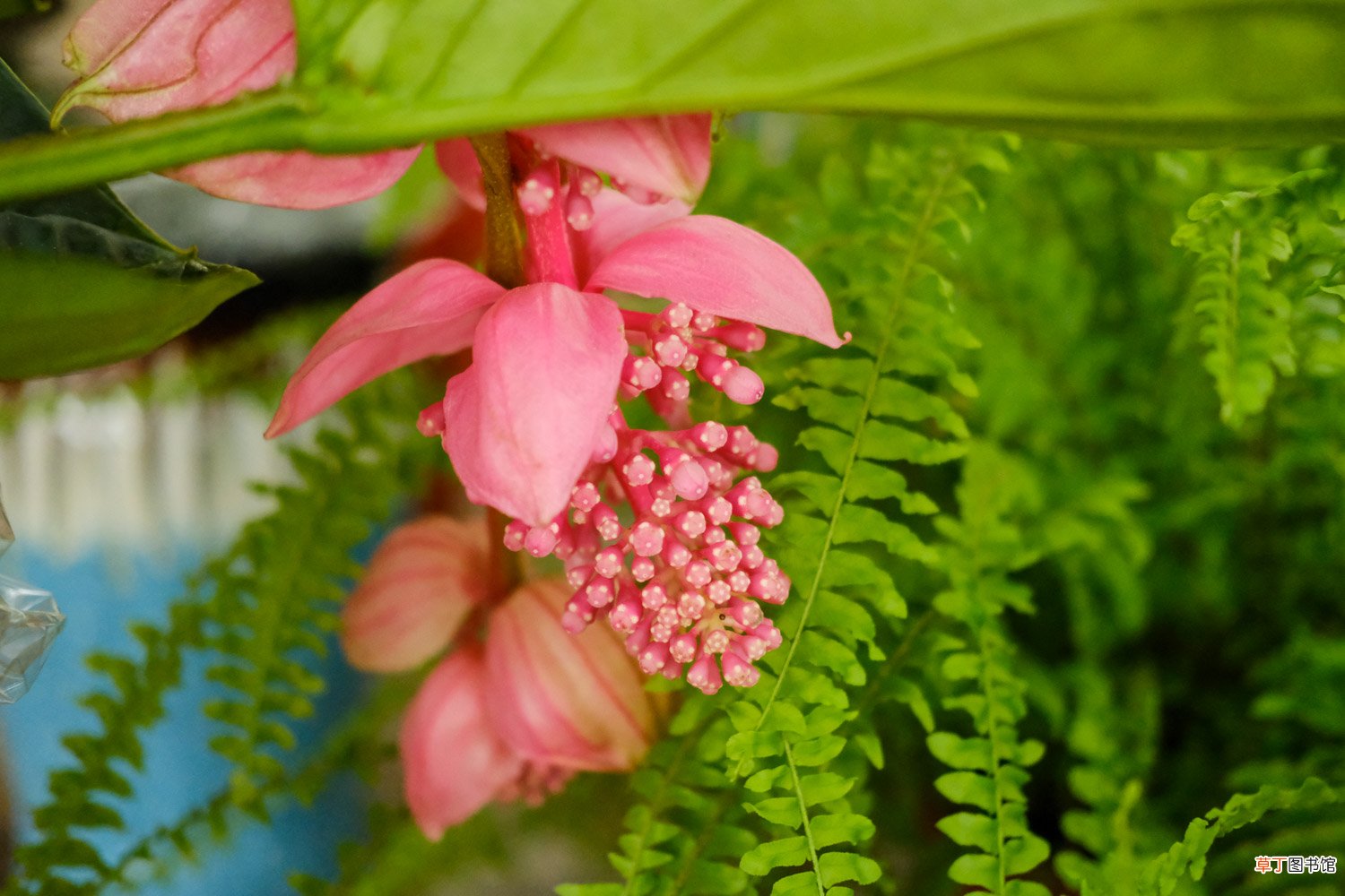 宝莲灯花怎么养