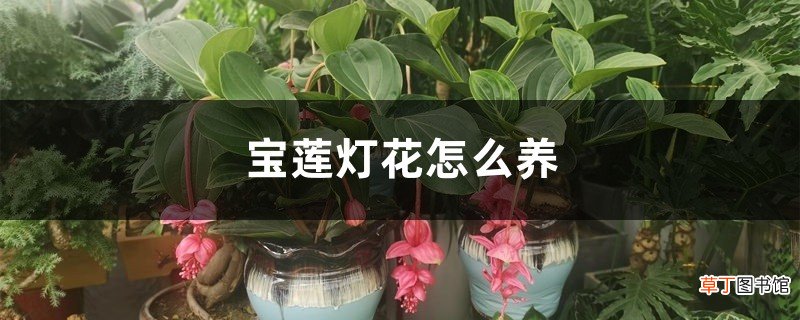 宝莲灯花怎么养