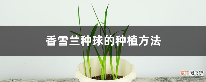 香雪兰种球的种植方法