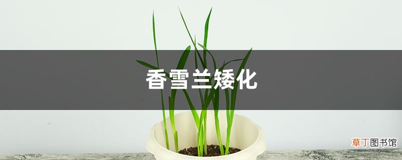 香雪兰矮化方法