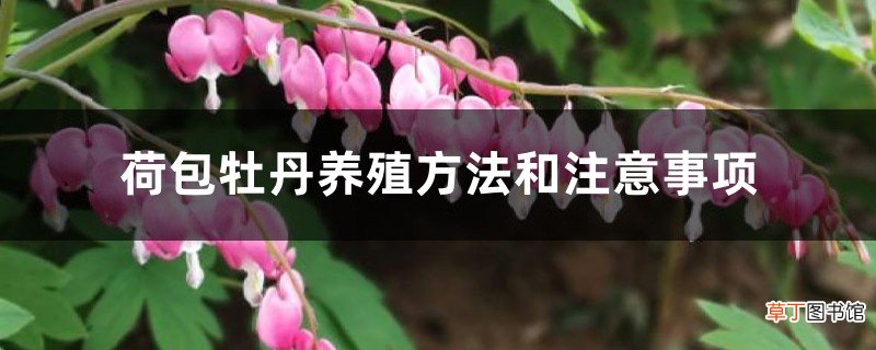 荷包牡丹养殖方法和注意事项