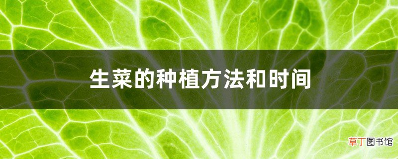 生菜的种植方法和时间，怎么炒好吃