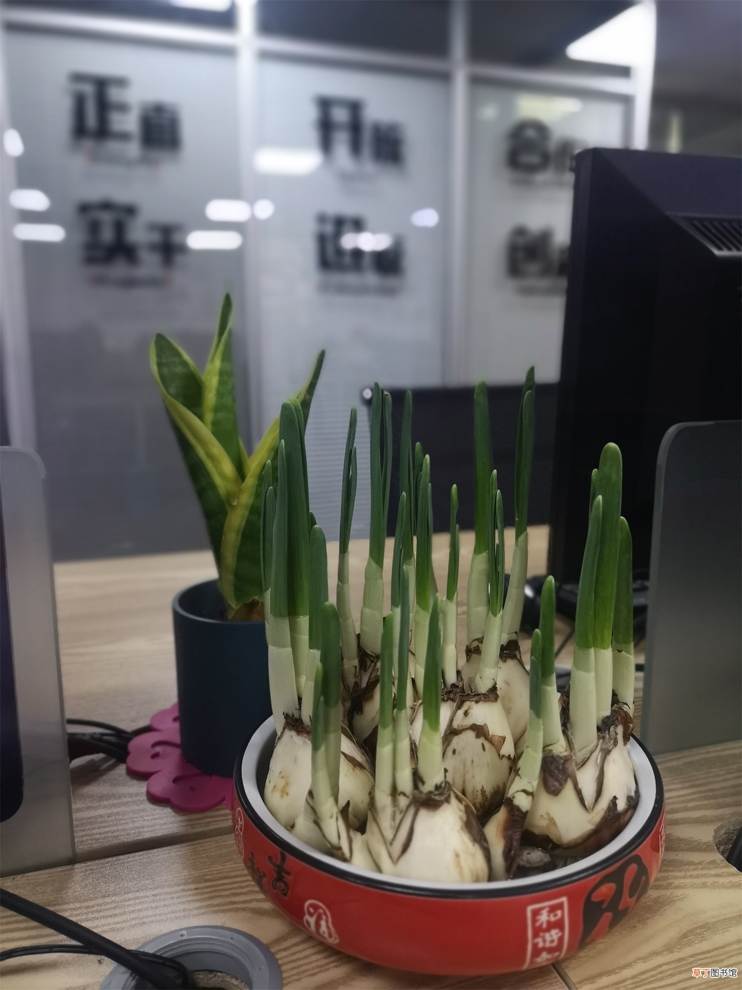 水仙花球茎种植方法，水仙花的种植时间