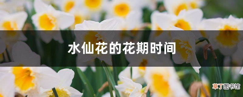 水仙花的花期时间，如何延长花期