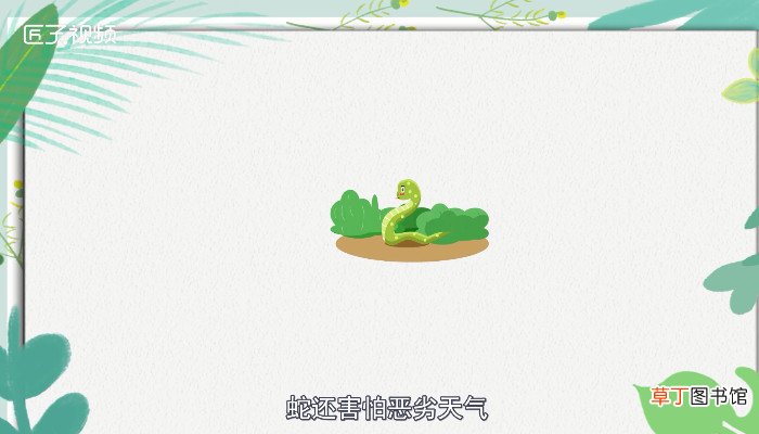 蛇怕什么