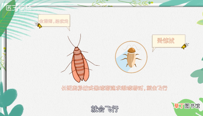 蟑螂会飞吗