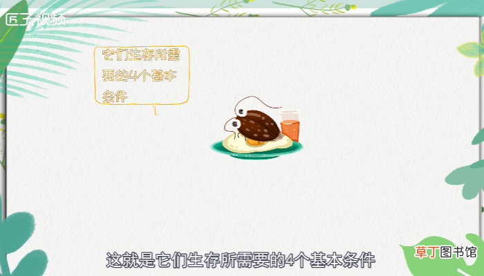 蟑螂会飞吗