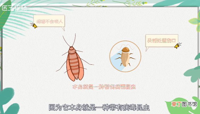 蟑螂会咬人吗