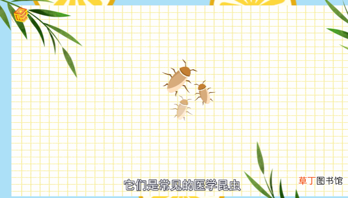 蟑螂会咬人吗